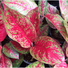 Aglaonema Lainamtong A-52