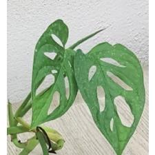 Monstera Obliqua Monkey 2-3листа, черенки