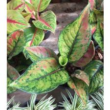 Aglaonema Heng Heng Heng 35-36