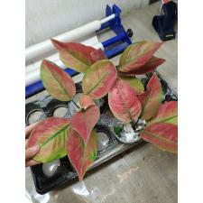 Aglaonema Heng Heng red