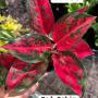 Aglaonema  Red Ochin  A-138