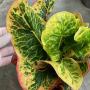 Codiaeum Petch Chompoo.
