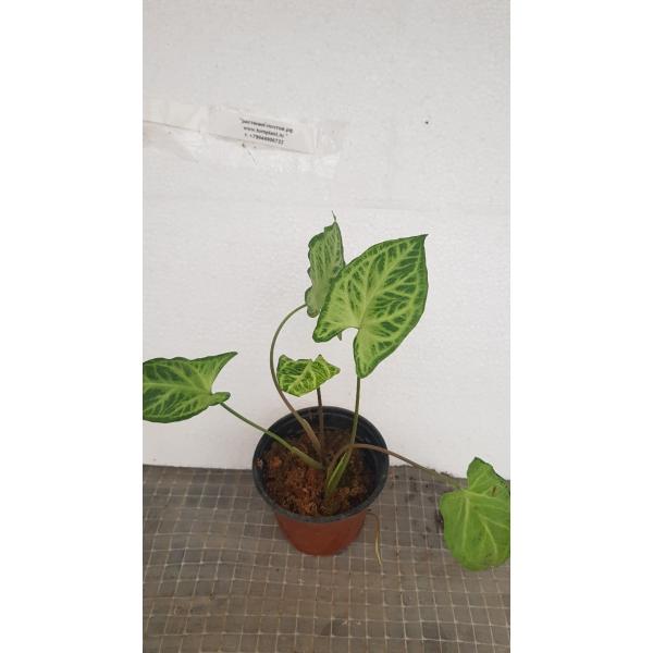 Syngonium Golden veination pot