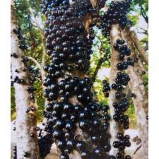Мирциария каулифлора (Бразильское виноградное дерево) / Myrciaria cauliflora (Brazilian Grape tree)