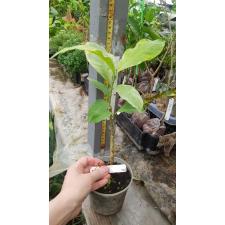 Tabernaemontana sp. Golden leaf 512/1