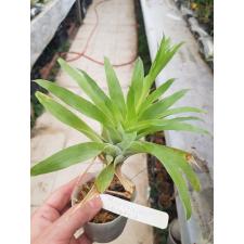 catopsis morreniana