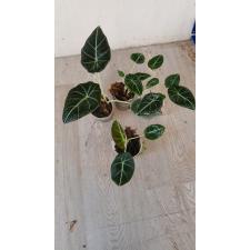Alocasia 'black Velvet'  pot 600p