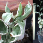 Pedilanthus sp.(T01)(white margin)