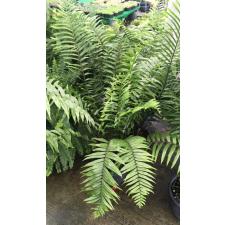 Нефролепис бисеррата 'Гиганский лист' / Nephrolepis biserrata 'Giant leaf'