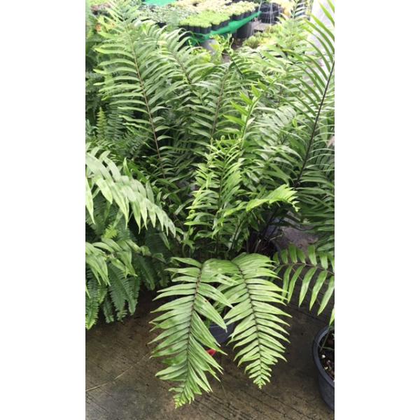 Нефролепис бисеррата 'Гиганский лист' / Nephrolepis biserrata 'Giant leaf'