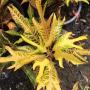 Codiaeum Tri Pra Ngern