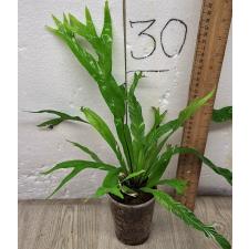 Асплениум нидус варегатная Япония. / Asplenium nidus variegated ex Japan 