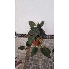 syngonium erythrophyllum Red Arrow 12 cm pot