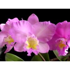 Ктт. Дрис энд Байрон Крисмас Роуз (Слк. Лав Касл × Каттлея Кэнди Тафт Тэффи) ароматная / Ctt. Dris and Byron 'Chrismas Rose' (Slc. Love Castle x C. Candy Tuft Taffy) *aroma*