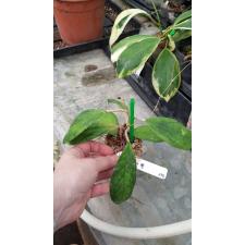 Hoya juannguoian 678