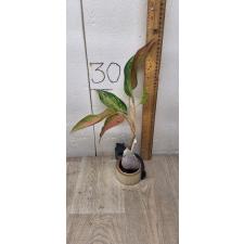 Aglaonema Amor A-17 уценка