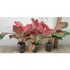 Aglaonema Chang Dang