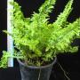 Nephrolepis exaltata mutation