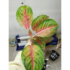 Aglaonema RuayLab A-84