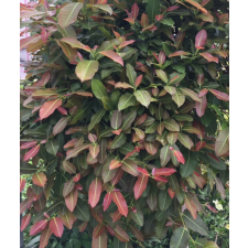 Фикус сп.(Т33) Накорн Фантом, Таиланд /  Ficus sp.(T33) Nakorn Pathom Thailand 116