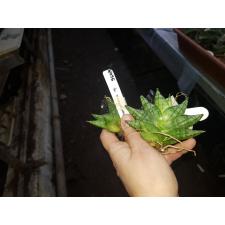 Sansevieria Boncel Dwarf (Green Coral 560/1