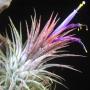 T. ionantha 'Zebrina' No.2 148