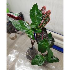 Codiaeum Tri Thewee 83 по  1100р