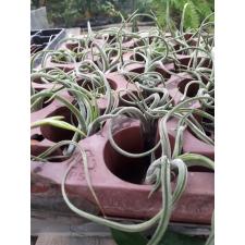 tillandsia medusa 300