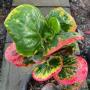 Codiaeum Mattana.