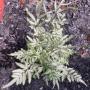 Pteris ensiformis cv. Evergemiensis (Super White).