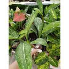 Aglaonema costatum ‘Bangsaphan’ 12