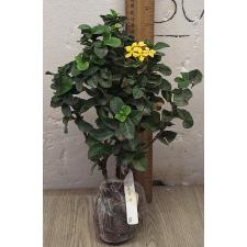 Иксора сп.(Т11) желтый цветок и волнистые листья /  Ixora sp.(T11) yellow flower and wavy leaf 153