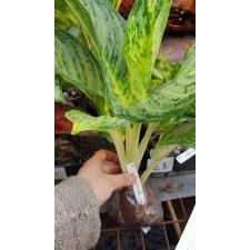 Aglaonema Kwak Thongkum. 51