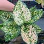 Aglaonema  Gold Paper A-123