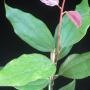 Cinnamomum zeylanicum (Indonesia)