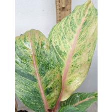 Аглаонема Шрипайом / Aglaonema Sripayom A-126