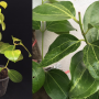 Cinnamomum zeylanicum 'Mosaic'.