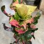 Codiaeum Nub Anan