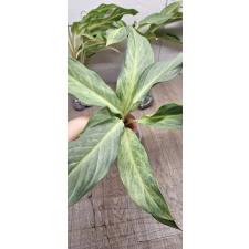 Aglaonema Sirikanchana A-119