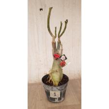 Adenium sp. 1