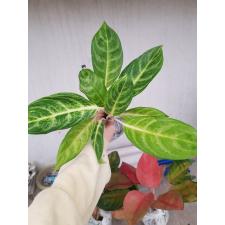 Aglaonema P-4 Gold spoon