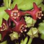 Hoya madulidii          267
