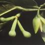 Anaxagorea javanica