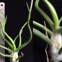 Tillandsia bulbosa (green form).