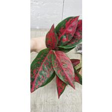Aglaonema Red Ochin A-138