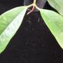 Hoya sp.630             630