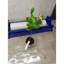 Codiaeum Char Mongkut 24