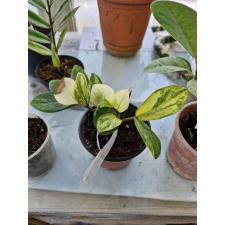 Zamioculcas zamiifolia variegated (short leaf) pot var. 1