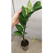 Замиокулкас замифолия варегатная (короткий лист) / Zamioculcas zamiifolia variegated (short leaf) (M)