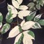 Oroxylum indicum (white variegated)(grafted).